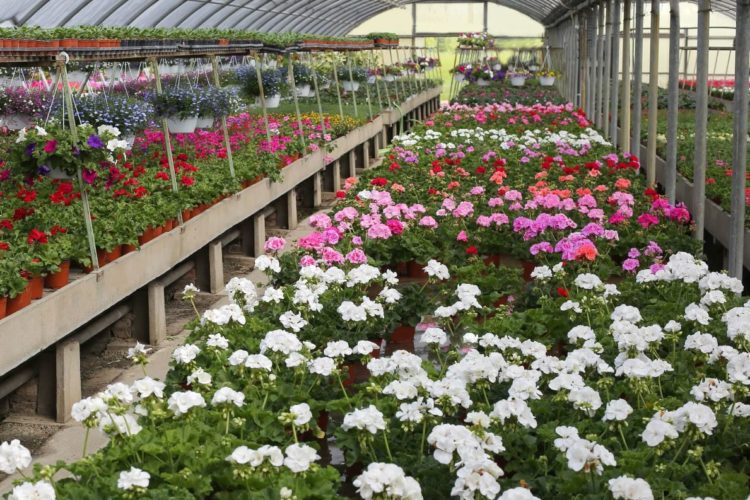 Florists report doubling the shelf life of cut flowers